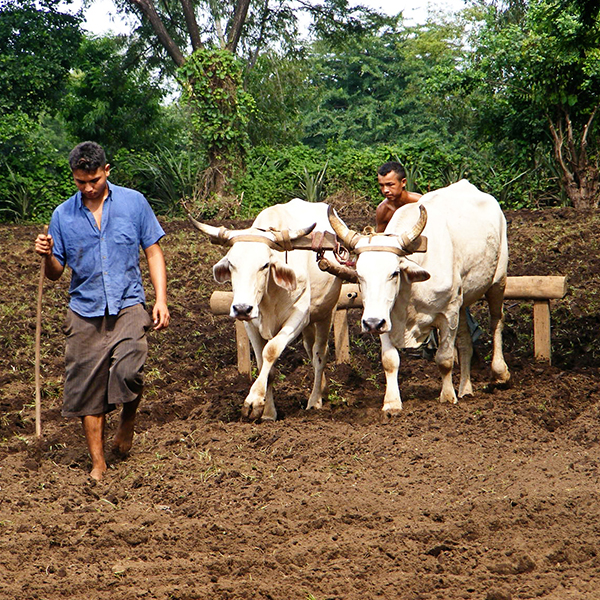 Cotton farmers working the soil.