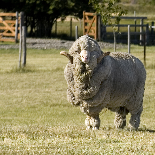 Our sheep are raised to the same standard as sheep raised for organic dairy and meat.